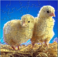   Nice Chicks Puzzle