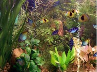   3D Aqua Fish Screensaver