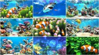 Скачать бесплатно Sim Aquarium