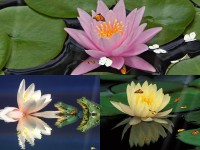   Water Lily Animated Wallpaper
