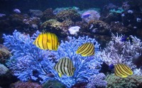   Eight-banded Butterflyfish Wallpaper