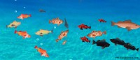   Free 3D Bocaccio Rockfish Screensaver