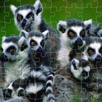   SWK Lemur Puzzle