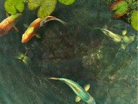 Скачать бесплатно Koi Fish 3D Screensaver