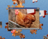   Chickenpuzzle