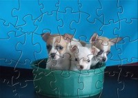   PFSM Three Chihuahua Puzzle