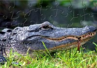   Crocodile Puzzle