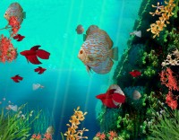   Coral Reef Aquarium 3D Animated Wallpaper