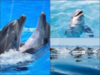   Happy Dolphins Screensaver