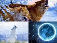   Howling Wolves Animated Wallpaper