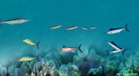 Скачать бесплатно Free Marlin Fish 3D Screensaver