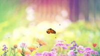   Butterfly Paradise Screensaver
